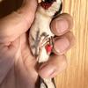 European Goldfinch For Sale 150 each Bird
