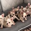ALC registered French Bulldog Puppies 