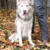 STUD ONLY! AKC Wooly Siberian Husky