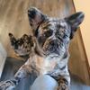 Fluffy Frenchie akc registered  10 months 