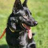 AKC German Shepards - Solid Black and Red & Blk