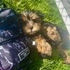 Yorkie Poo Pup For Sale 