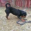 Rottweiler Stud AKC Registered excellent pedigree