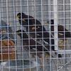 Myna Baby Bird Hand Raised