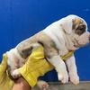 Olde English Bulldog Pups