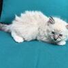 "SAMMY"  seal mitted lynx ragdoll kitten (TICA registered)) 