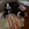 Boston terrier/ French bulldog mix 