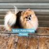 Retired Male pomeranians