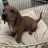 Miniature Dachshund puppies available