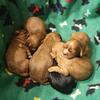 Cavalier King Charles pups Born 9.9.25 