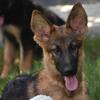 German Shepherd pups