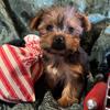Kringle - Male Yorkie puppy