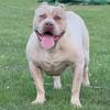 Dallas - XL American Bully - Male