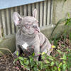 Cheap frenchies French bulldog fluffy carrier lilac platinum rope Indiana Illinois Kentucky Michigan Ohio Missouri Midwest