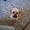 6 year old Male Yorkie Lhasa Apso mix