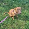 French mastiff 