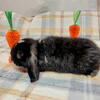 Pedigree Holland Lops Bunnies