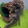 Sugar Glider Joeys