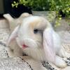 Beautiful male, tricolor mini Holland lop with blue eyes ❤️