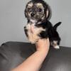 Morkies