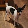 AKC TOY FOX TERRIER  male Pete