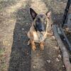 5 month old male Belgian malinois 