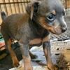 Registered Minpin Puppies
