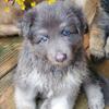 Akc registered german shepherd puppies.  Blue, liver color.