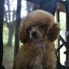 Toy poodle