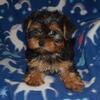 Yorkshire Terrier Puppies! 