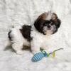 Shih Tzu Pups from $900