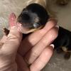 Yorkshire Terrier puppies available 