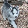 Xenial Akc Siberian Husky
