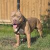 AMERICAN BULLY  STUD