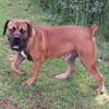 South African boerboel stud