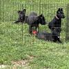 Dutch shepherd/belgian Malinois pups