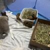 Lion lop baby bunny 