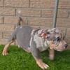 American Bully Pups.    💢Reasonable $💢