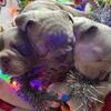 AKC English Bulldog puppies 