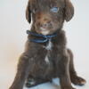 Bernedoodle/ Weimaraner Puppies