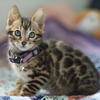 Bengal kittens for sale