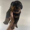Rottweiler puppies (tails on)