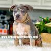 Healthy American Bully Puppies-Vaccinated, Playful and Ready Now