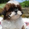 Shihtzu Puppies - CALL OR TXT 5136138839 - Males only - pickup and delivery available 