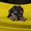 Morkie Puppy