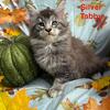 "MAC"  Male Blue/Silver Tabby Maine Coon Kitten, TICA registered