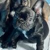 Male Frenchie For Sale