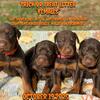 AKC Red and Rust Doberman  256-497-0552