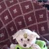 Maltese -Tollesboro KY 
