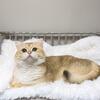 Niko golden British shorthair male cat